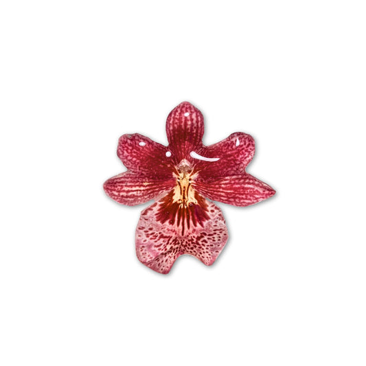 Scarlet Star Orchid Necklace